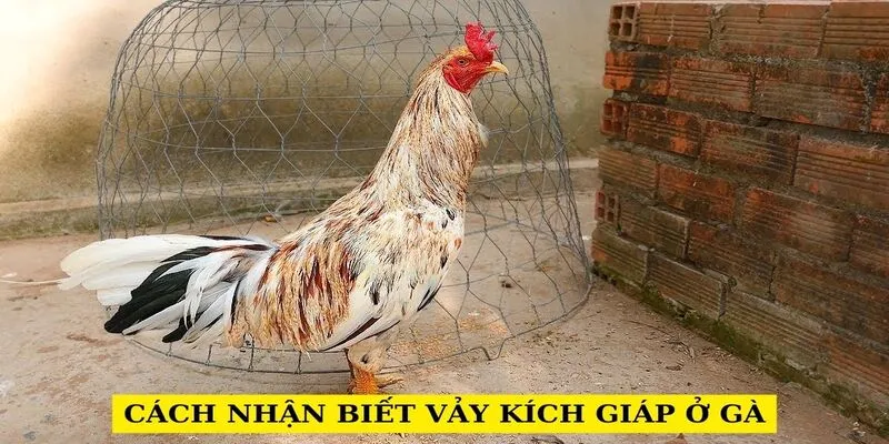 cach-nhan-biet-vay-kich-giap-o-ga