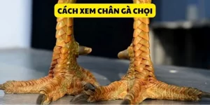 cach-xem-chan-ga-choi