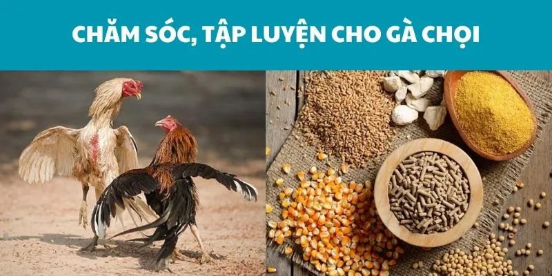 cham-soc-tap-luyen-cho-ga-choi