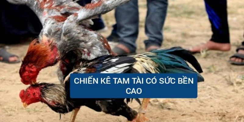 chien-ke-tam-tai-co-suc-ben-cao