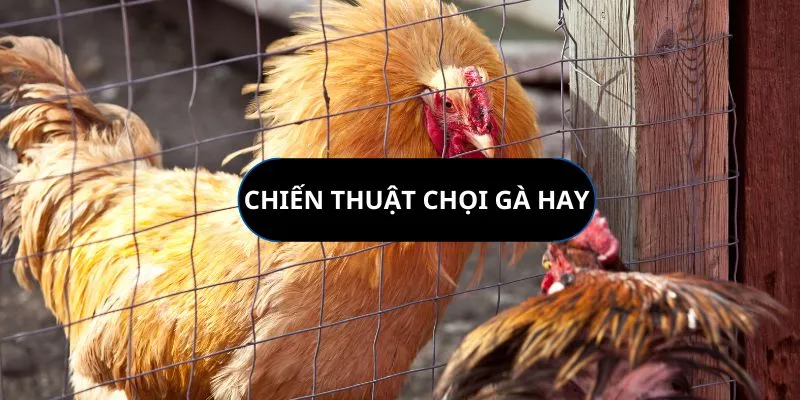 chien-thuat-choi-ga-hay