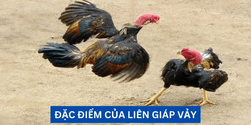 dac-diem-cua-ga-co-vay-lien-giap