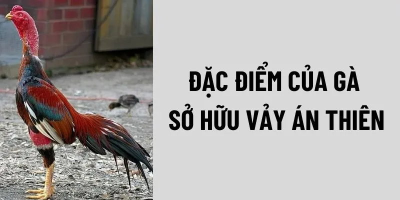 dac-diem-cua-ga-so-huu-vay-an-thien