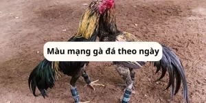 mau-mang-ga-da-theo-ngay