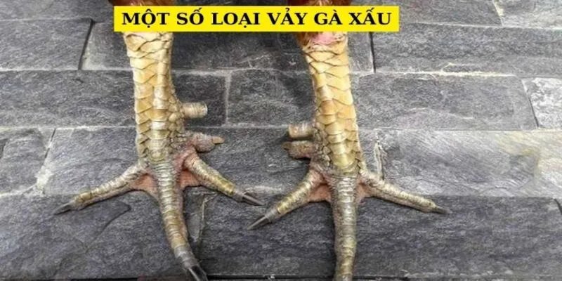 mot-so-loai-vay-ga-xau