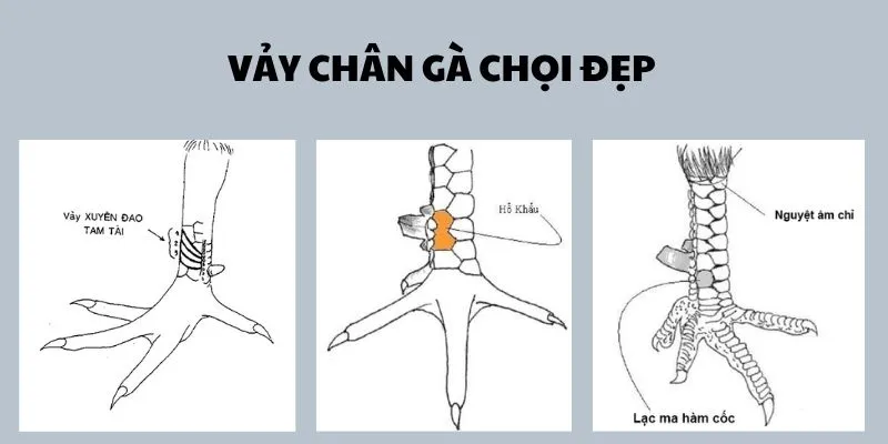 vay-chan-ga-choi-dep