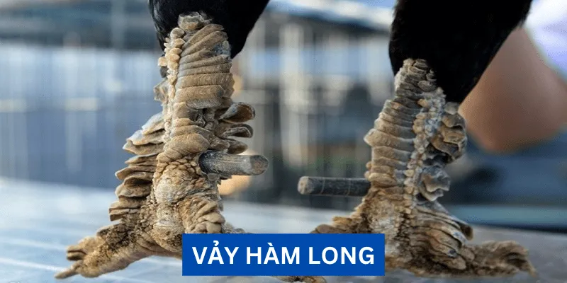 vay-ham-long