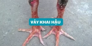 vay-khai-hau