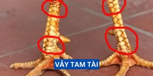 vay-tam-tai-la-gi